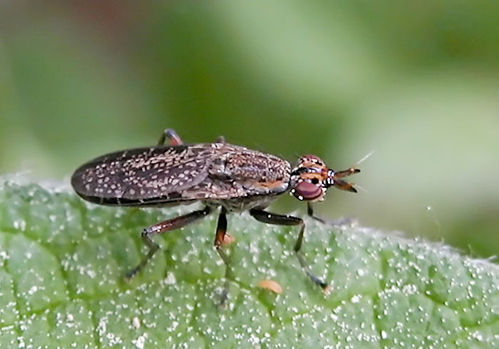 Sciomyzidae sp.